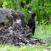 Black Woodpecker