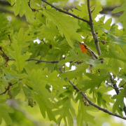 Blackburnian Warbler