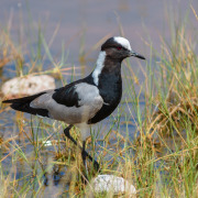 Blacksmith Lapwing