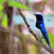Blue-and-White Flycatcher