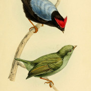 Blue-backed Manakin
