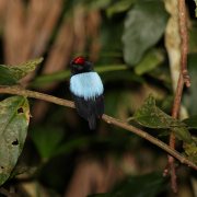 Blue-backed Manakin