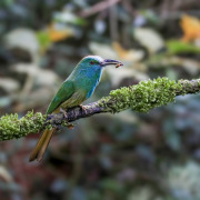 Blue-bearded Bee-eater
