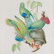 Blue-bellied Parrot