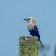 Blue-bellied Roller