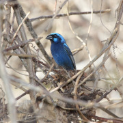 Blue Bunting