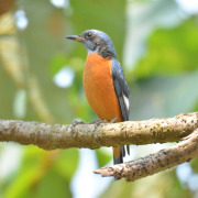 Blue-capped Rock Thrush