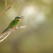 Blue-cheeked Bee-eater