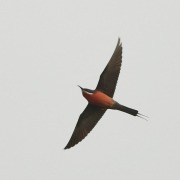 Blue-cheeked Bee-eater