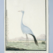 Blue Crane