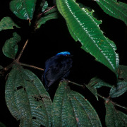 Blue-crowned Manakin