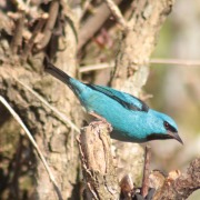 Blue Dacnis