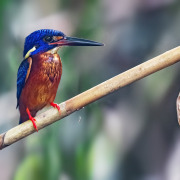 Blue-eared Kingfisher
