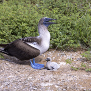 Blue-footed booby
