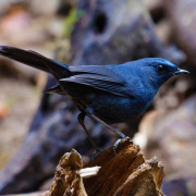 Blue-fronted Robin