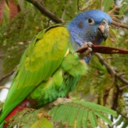 Blue-headed Parrot