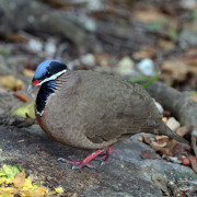 Blue-headed Quail-Dove