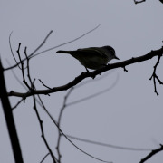 Blue-headed Vireo