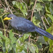 Blue Malkoha