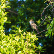 Blue-mantled Crested Flycatcher