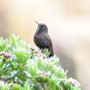 Blue-mantled Thornbill