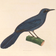 Blue Mockingbird