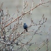 Blue Rock Thrush