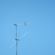 Blue-tailed Bee-eater