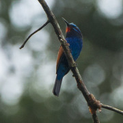 Blue-tailed Bee-eater