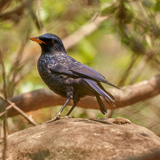 Blue Whistling Thrush
