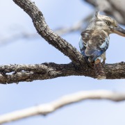 Blue-winged Kookaburra