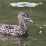 Blue-winged Teal