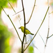 Blue-winged Warbler