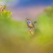 Bluethroat