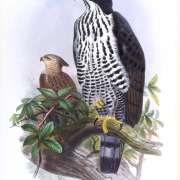Blyth's hawk-eagle