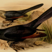 Blyth's Starling