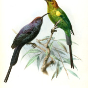 Bocage's Sunbird