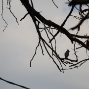 Bohemian Waxwing