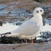Bonaparte's Gull