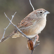 Botteri's sparrow