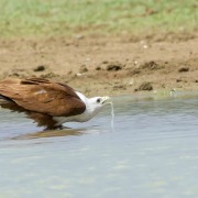 Brahminy Kite