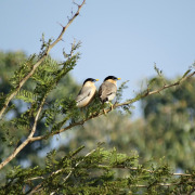 Brahminy Starling