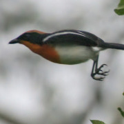 Braun's bushshrike