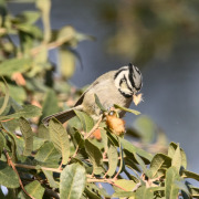 Bridled Titmouse