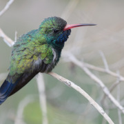 Broad-billed Hummingbird