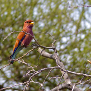 Broad-billed Roller