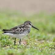 Broad-billed Sandpiper