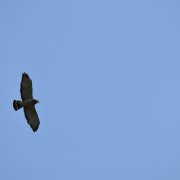 Broad-winged Hawk