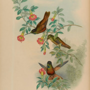 Bronze-tailed Thornbill