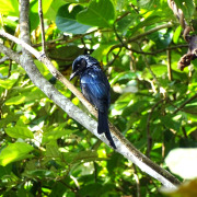 Bronzed Drongo